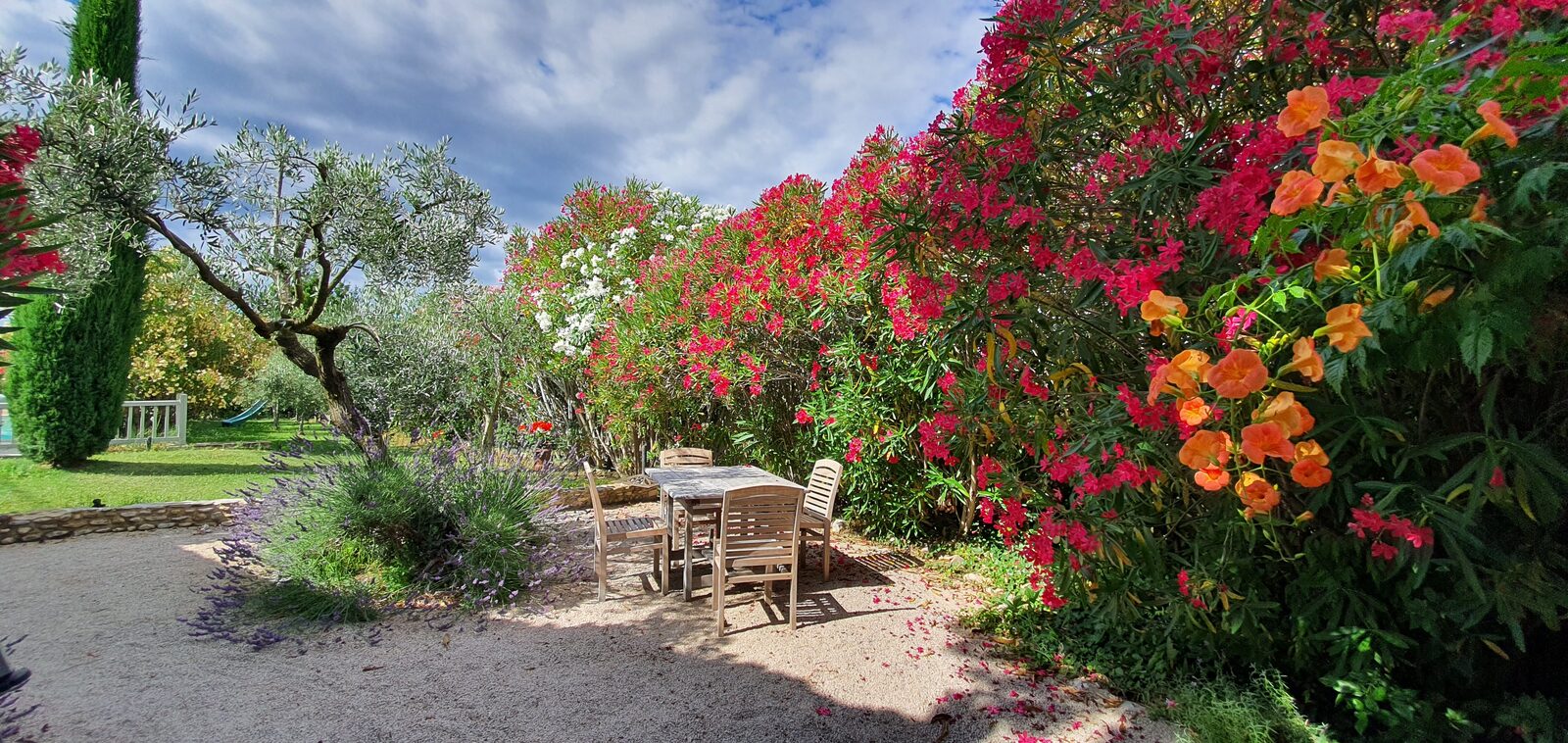 Massif de lauriers-roses en fleurs au jardin du Mas des Fleurs